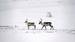 Lakselv car hire