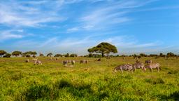 Find cheap flights to Kenya