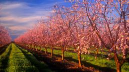 Yuba City car hire