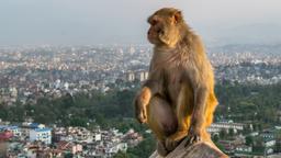 Find cheap flights from Johannesburg to Kathmandu
