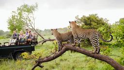 Find cheap flights from Cleveland to South Africa