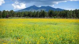 Flagstaff car hire