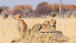 Find cheap flights from Durban to Zimbabwe