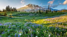 Find cheap flights from Port Elizabeth to Washington
