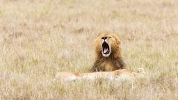 Find cheap flights from Johannesburg to Kenya