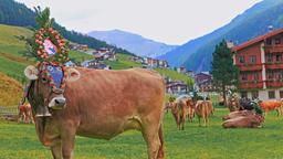 St. Johann in Tirol car hire