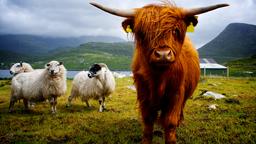 Find cheap flights from Durban to Scotland
