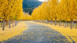 Find cheap flights to Napa